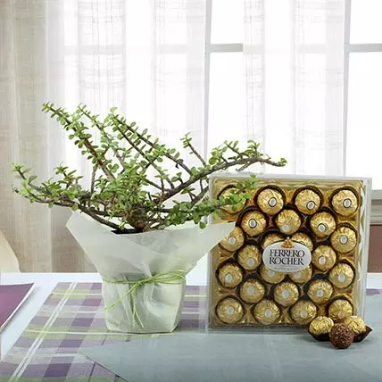 Fererro Rocher With Jade Plant