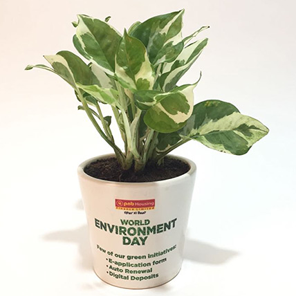 SYNGONIUM PLANT IN PERSONALIZED POT