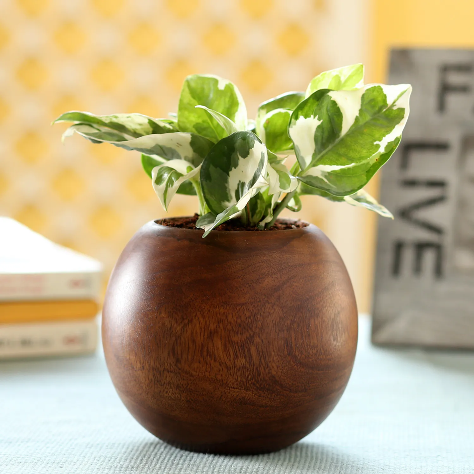 MONEY PLANT IN SHEESHAM WOOD PLANTER