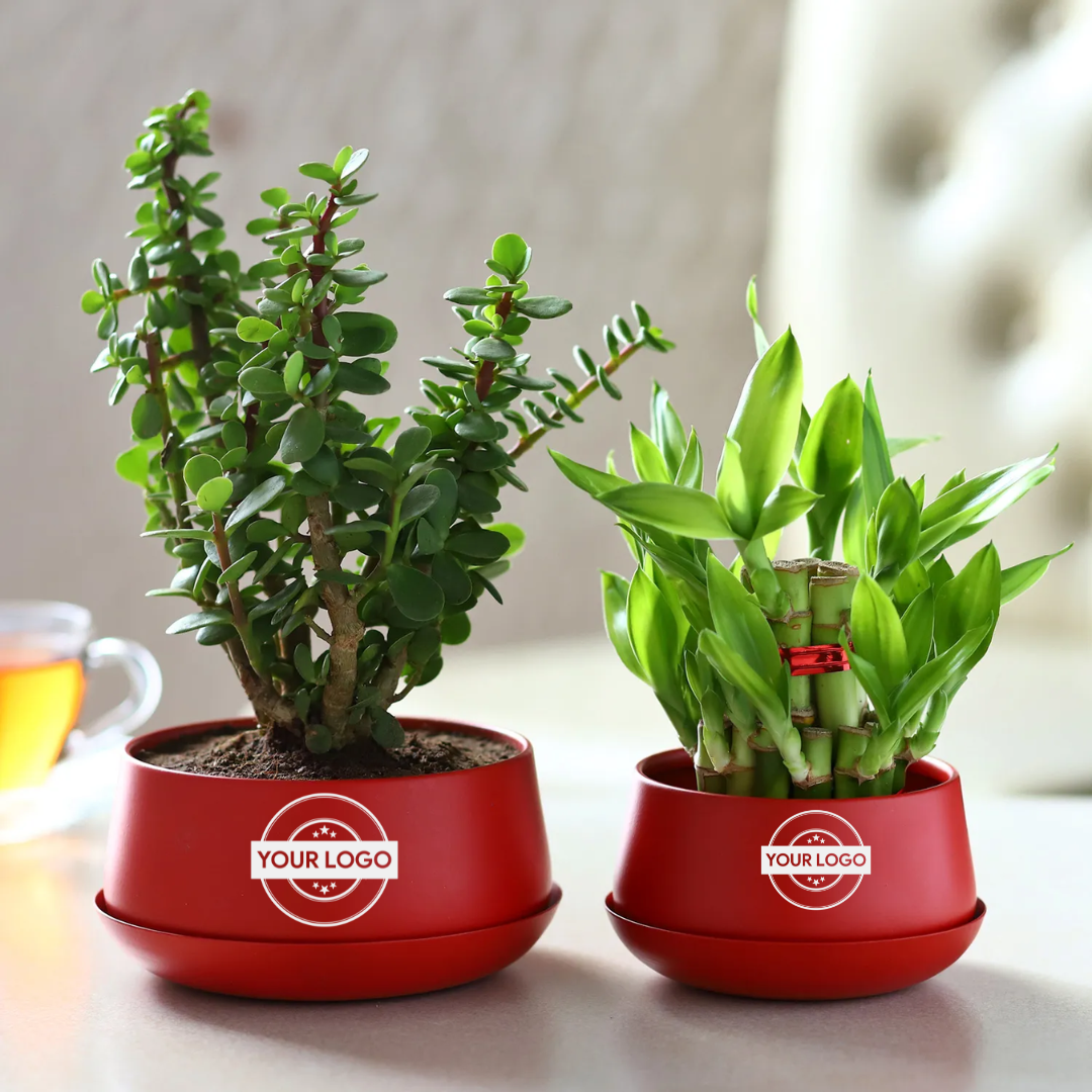 Jade Plant & Bamboo Plant In Metal Dish Planters
