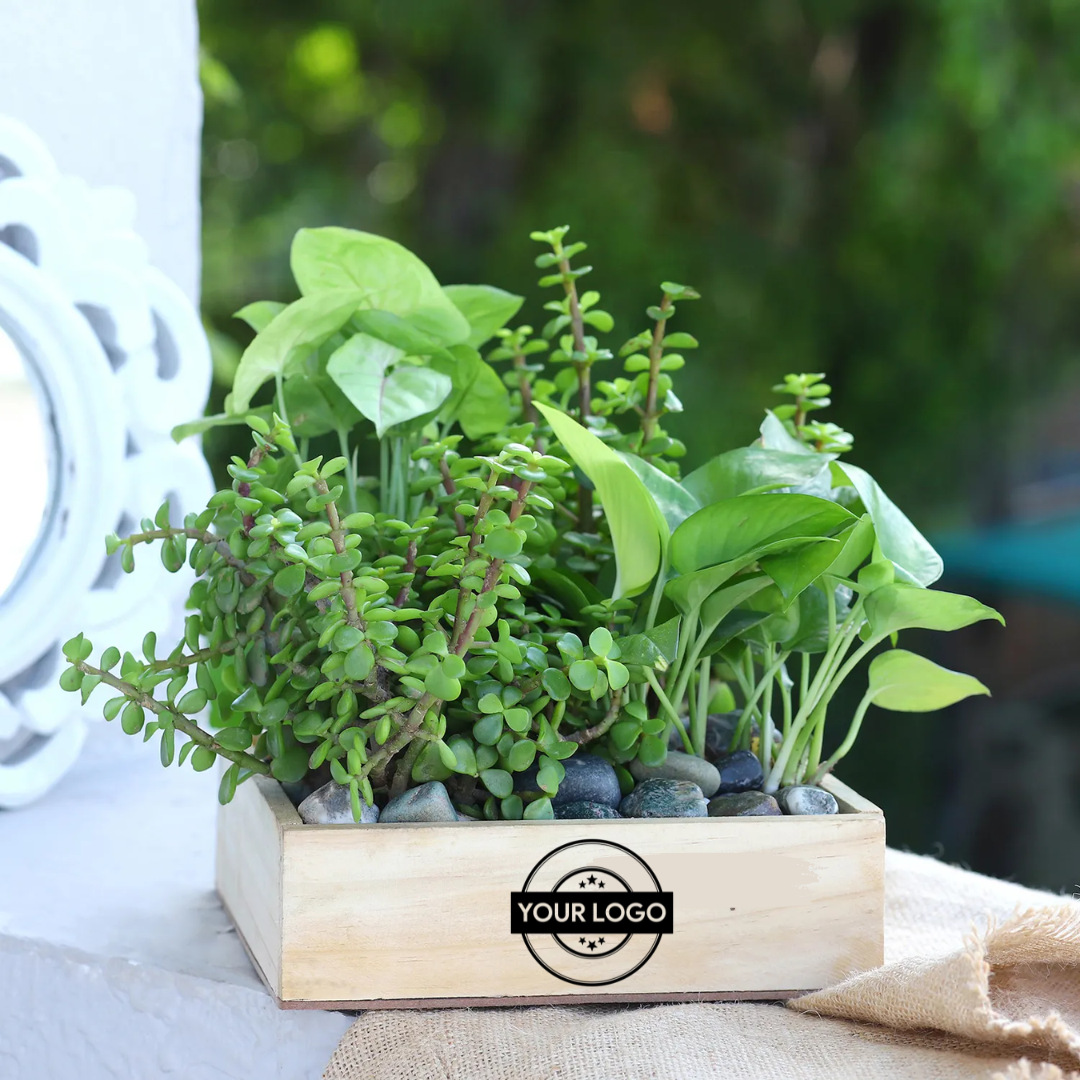Jade & Money Plant Wooden Base Terrarium