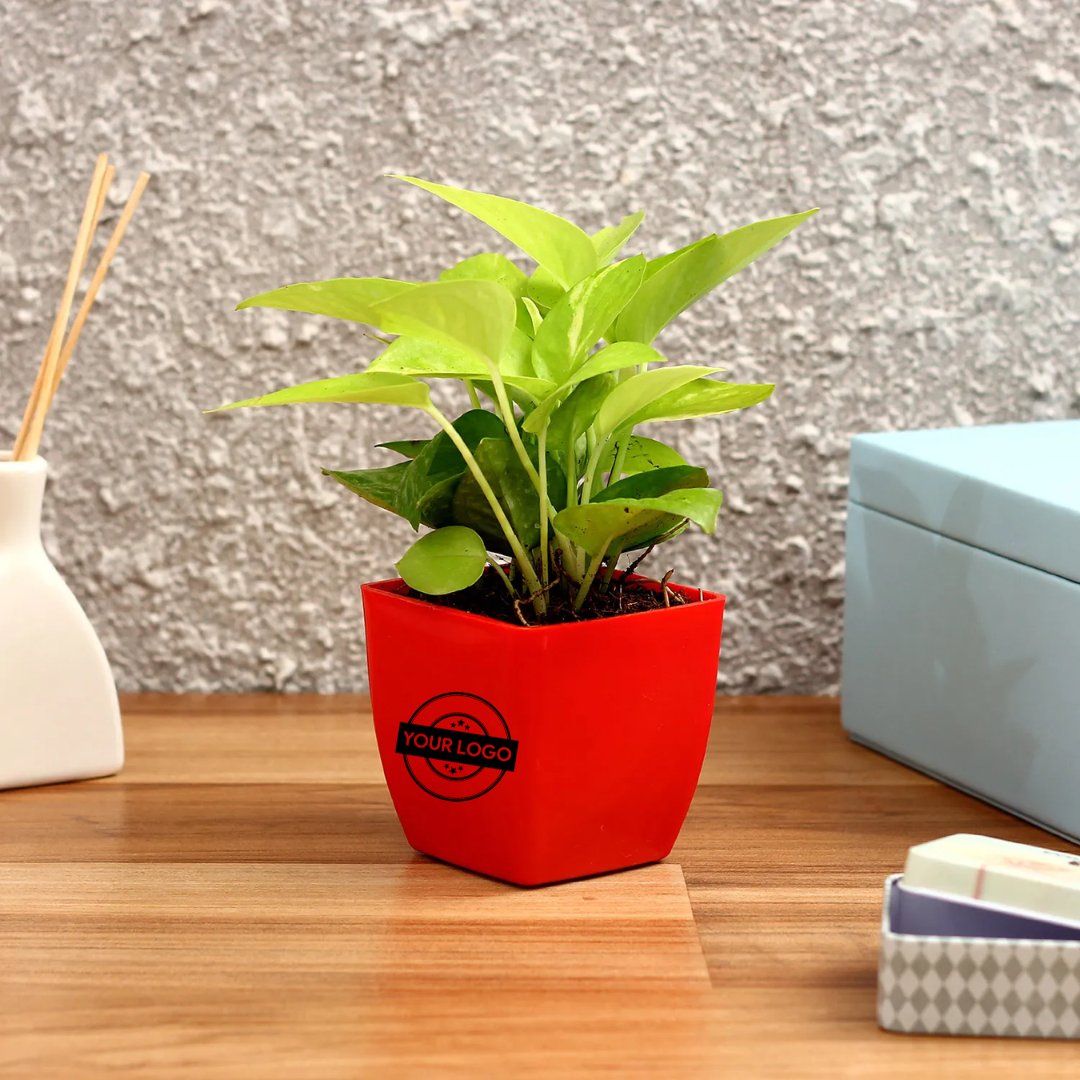 Golden Money Plant In Red Plastic Pot