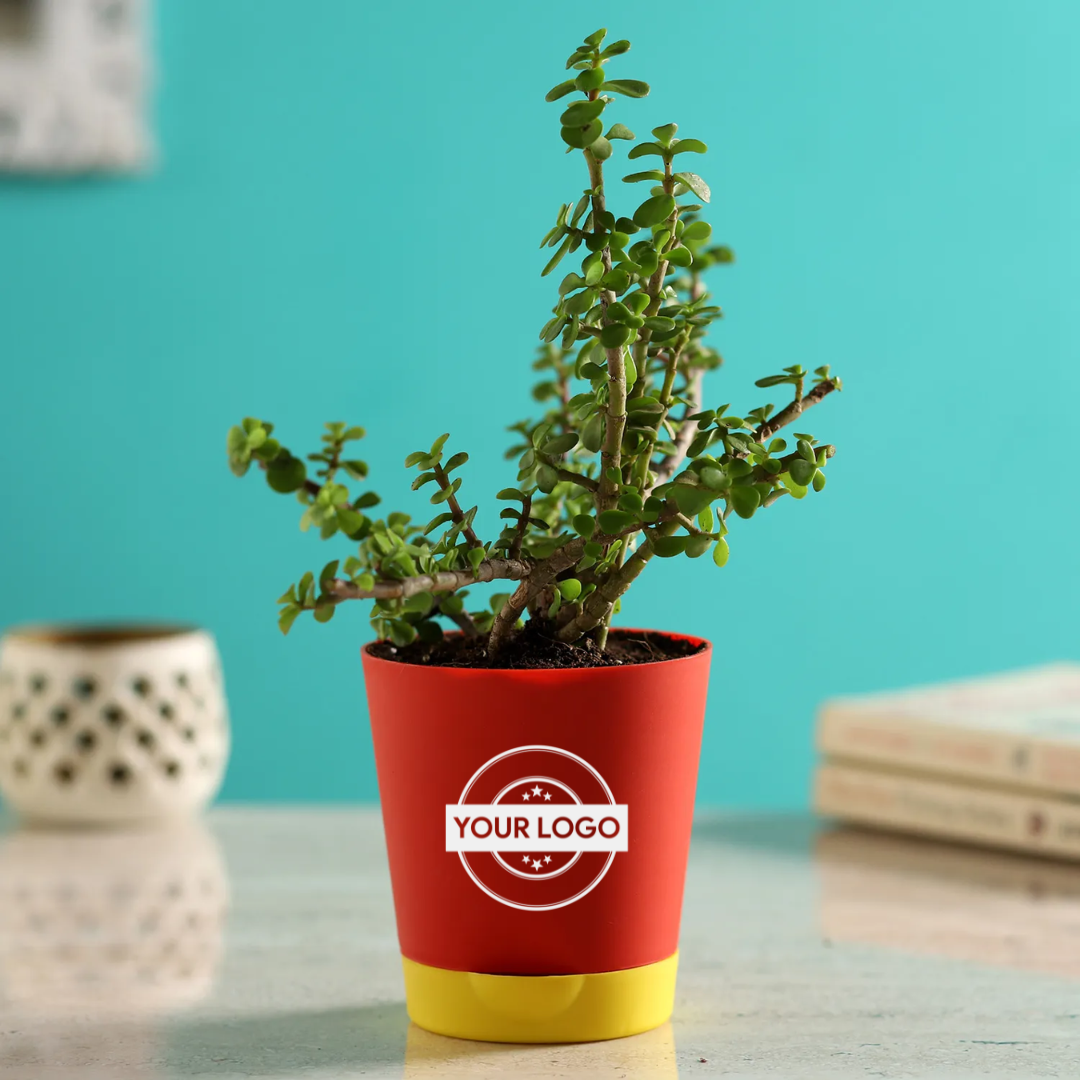 Jade Plant In Self Watering Red Pot