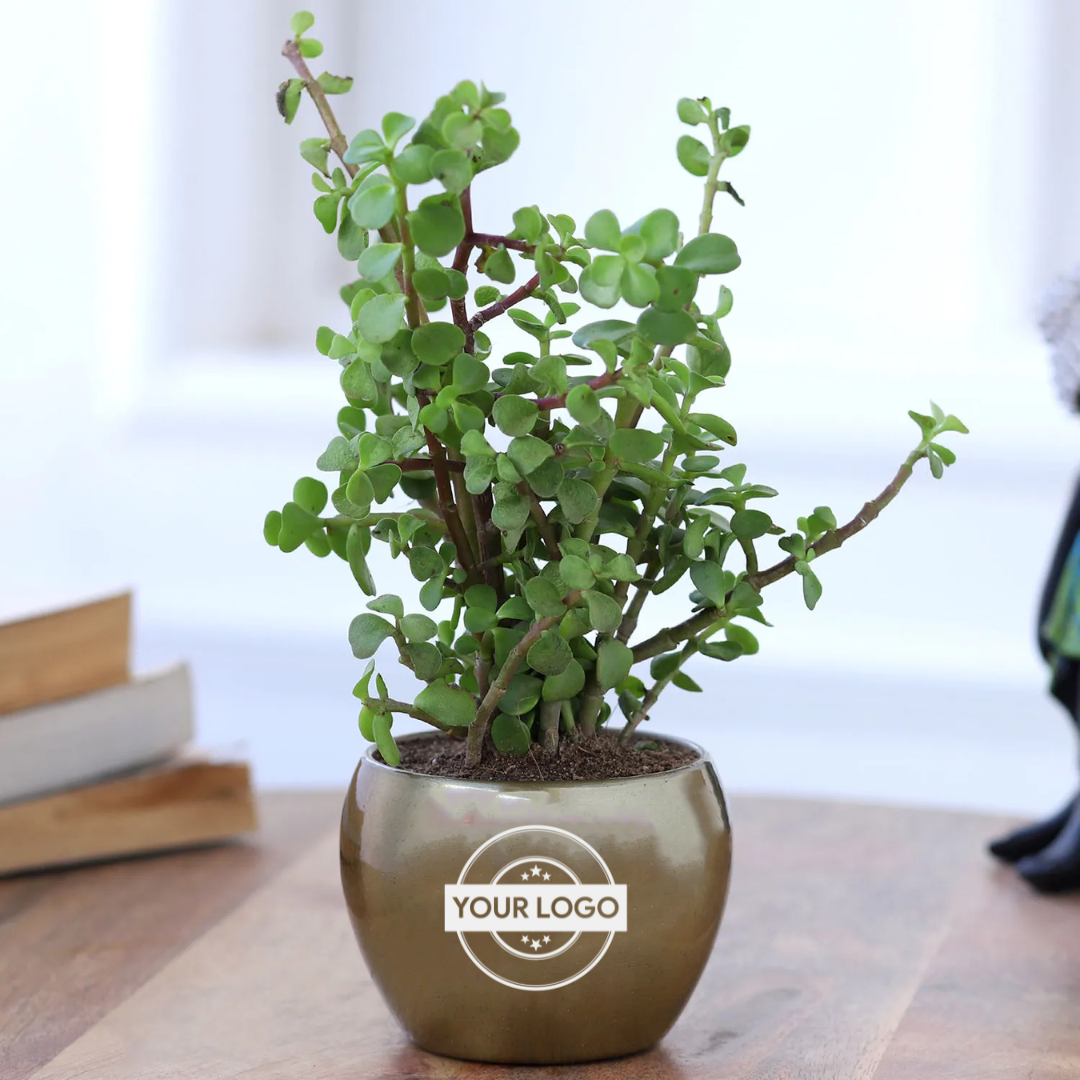 Jade Plant In Gold Tone Metal Pot