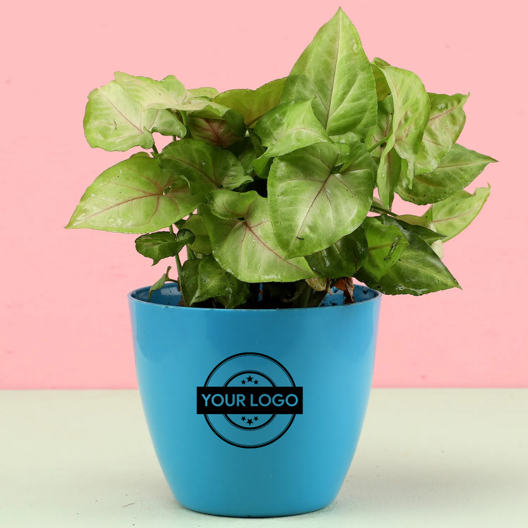 Syngonium Plant In Blue Pot