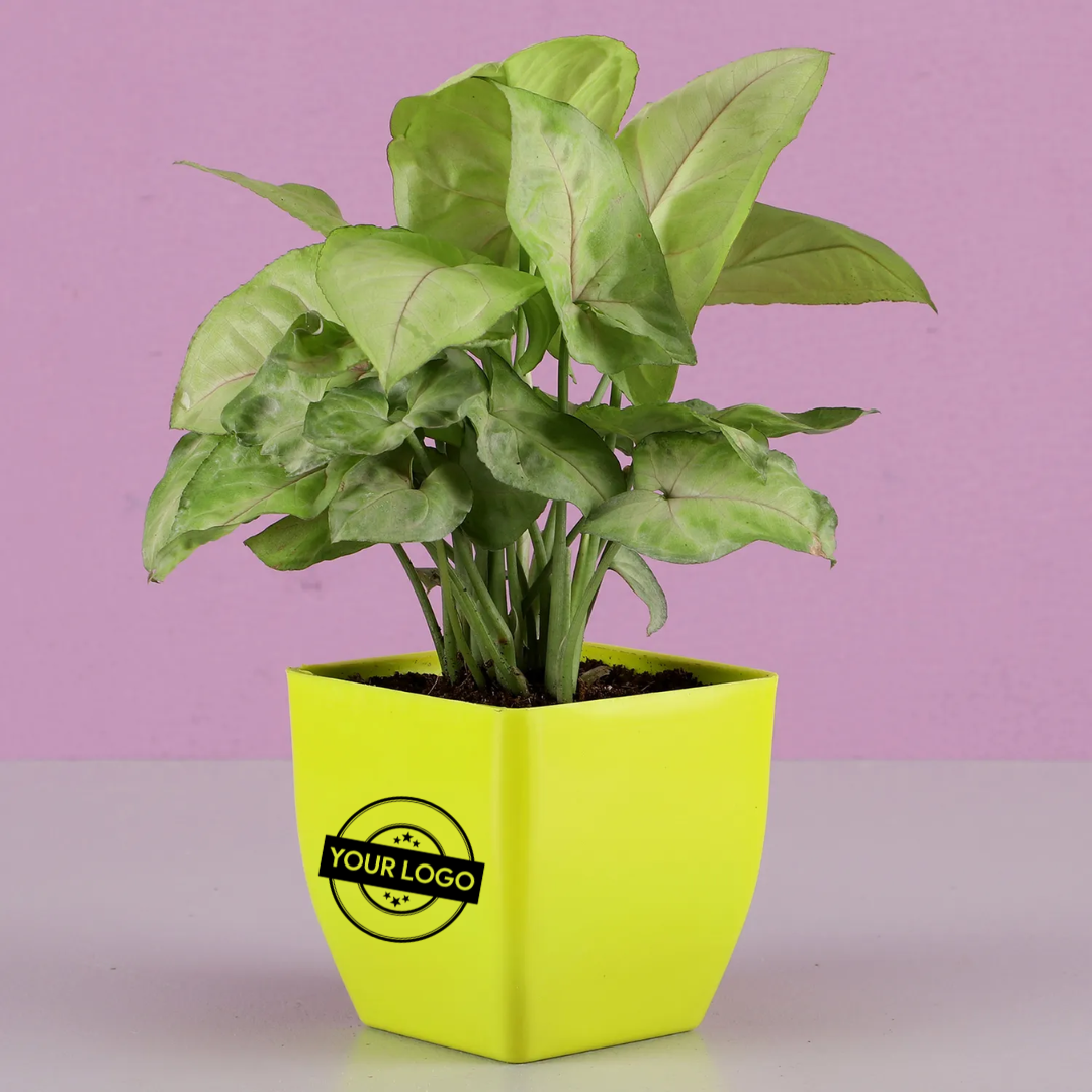 Syngonium Plant In Plastic Pot