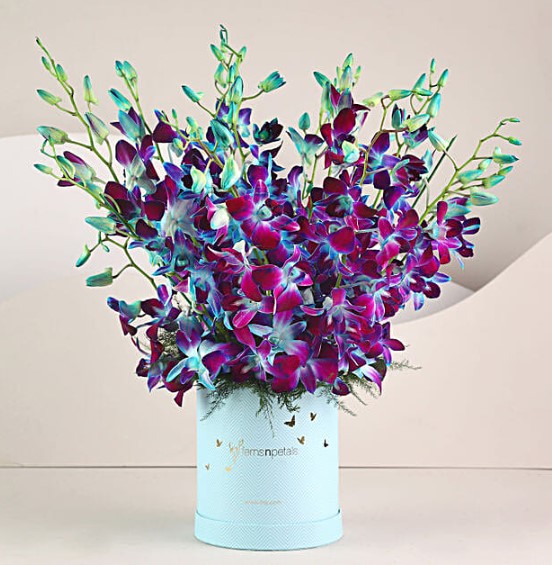 Blooming Blue Orchids In FNP Signature Box
