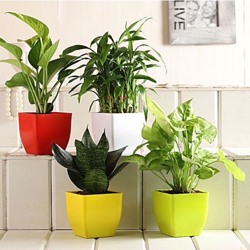 Bamboo, Syngonium, Sansevieria & Money Plant Set