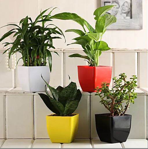 Jade, Sansevieria, Bamboo & Money Plant Set