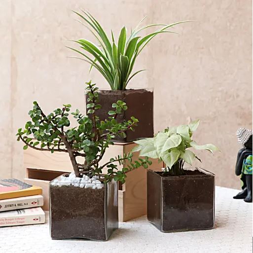 Set Of Three Beautiful Plants In Glass Square Vase