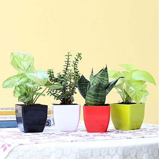 Foliage & Air Purifying Plant Set