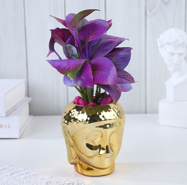Diwali plant hampers