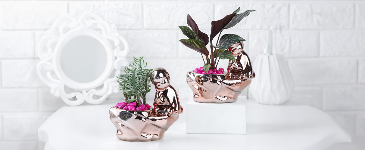 Diwali Plants